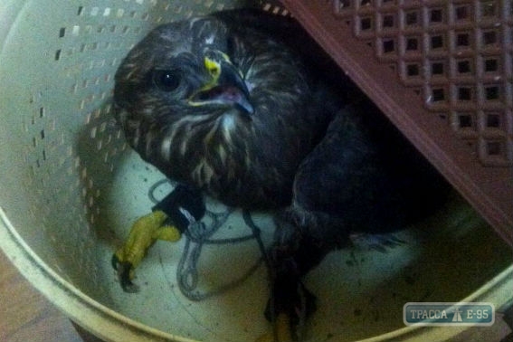 Полиция задержали на Потемкинской лестнице очередного фотографа с хищной птицей