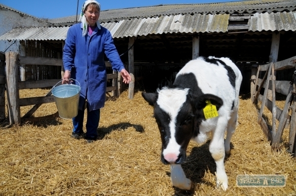 В районах Одесской области будут созданы фермерские молочные кооперативы – Саакашвили