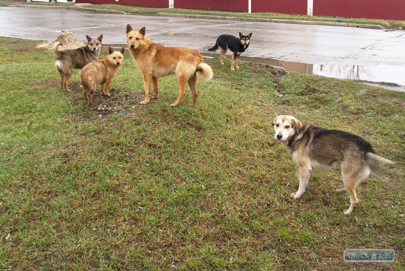 Стаи бездомных собак терроризируют почтальонов в Любашевке