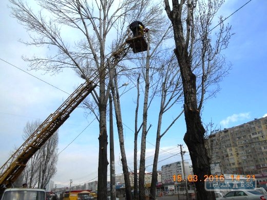 Одесские коммунальщики подрезают тополя, чтобы спасти горожан от аллергии