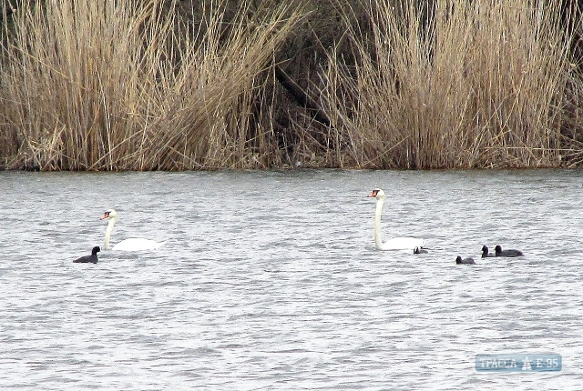 15 пар белоснежных лебедей поселились на реке Кодыма в Одесской области (фото)