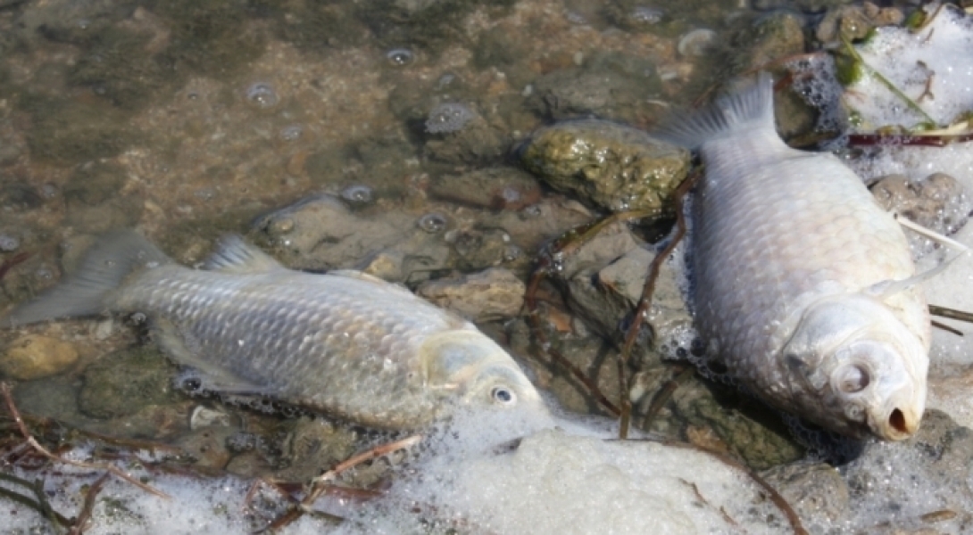 Экологи зафиксировали массовую гибель рыбы в Татарбунарском районе Одесской области