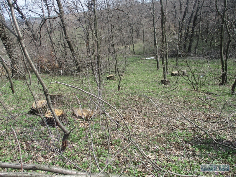 Браконьеры вырубили многолетние дубы в Котовском районе