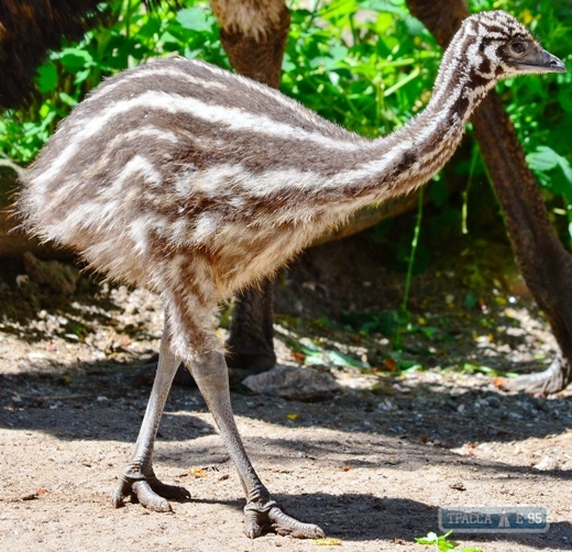 Птенцы страуса эму вылупились в Одесском зоопарке