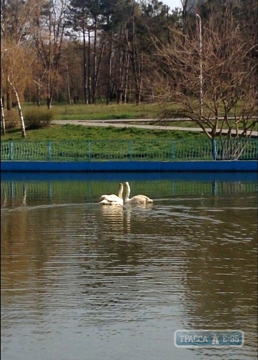 Одесские коммунальщики выпустили в пруды парка Победы лебедей