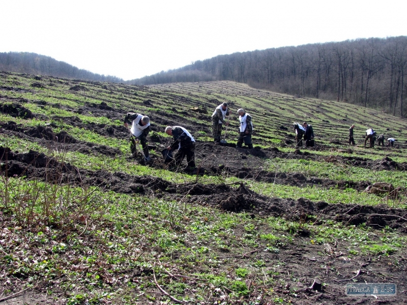 Активисты высадили на территории заповедного урочища в Ананьевском районе более 3 гектаров леса