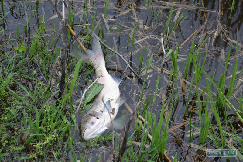Погибшая рыба гниет в озере села Сафьяны Измаильского района