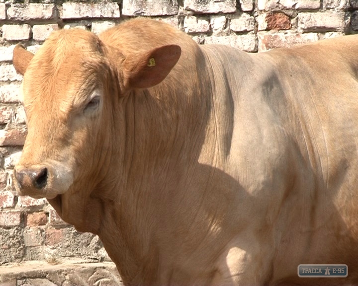 Самый большой на юге Украины племенной завод крупного рогатого скота оказался на грани выживания