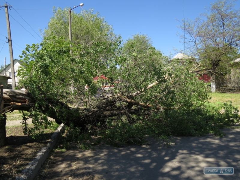 Упавшее дерево обесточило микрорайон в Болграде