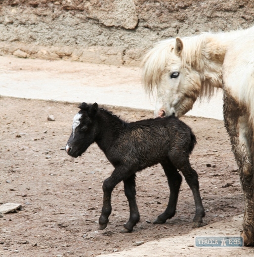 Шетландский пони родился в Одесском зоопарке
