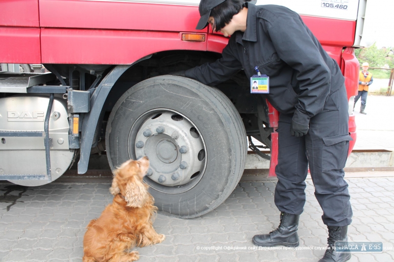 Пограничники усилили охрану границы в Одесской области при помощи собак