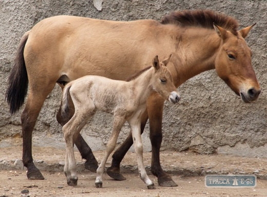 Жеребенок лошади Пржевальского родился в Одесском зоопарке