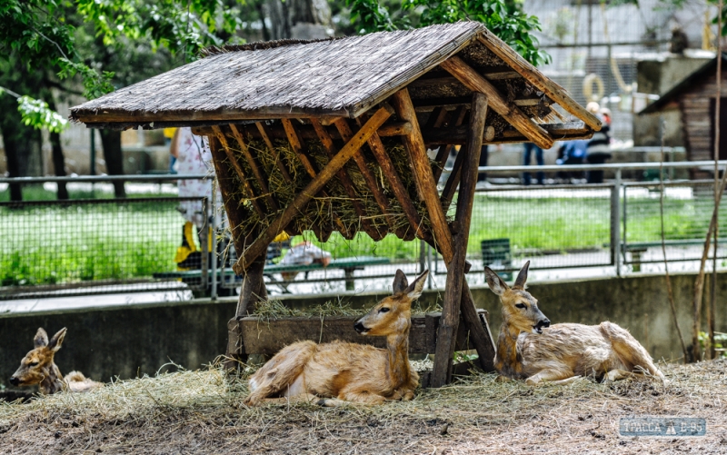 Новорожденные питомцы Одесского зоопарка осваиваются в зверинце (фоторепортаж)