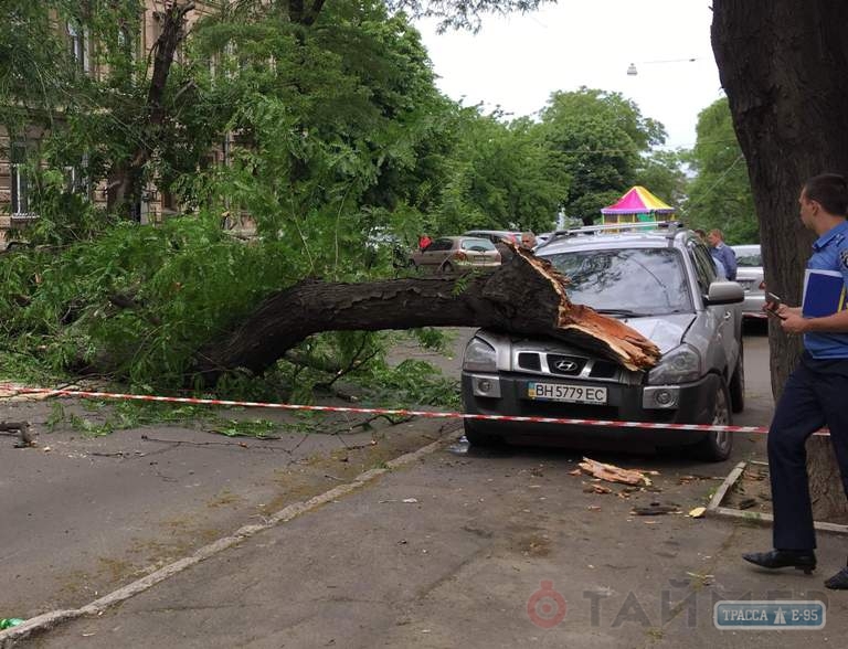 Рухнувшее дерево в Одессе травмировало мужчину и раздавило автомобили (фото)