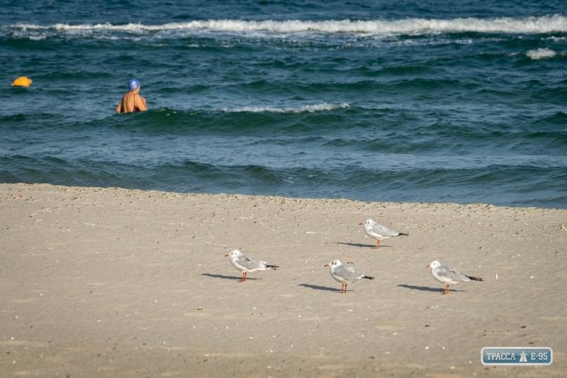 Медики все еще запрещают купаться на двух одесских пляжах – 