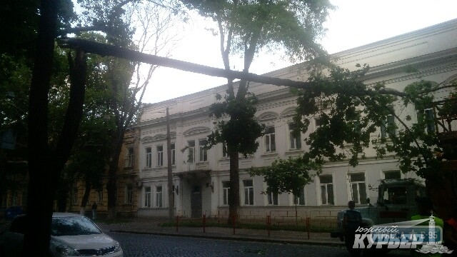В центре Одессы рухнуло дерево, перекрыв движение транспорта