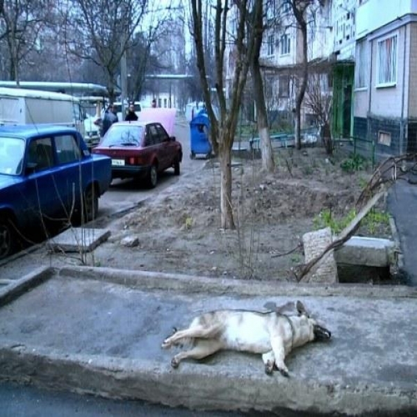 Массовое отравление собак произошло в Одессе на поселке Котовского