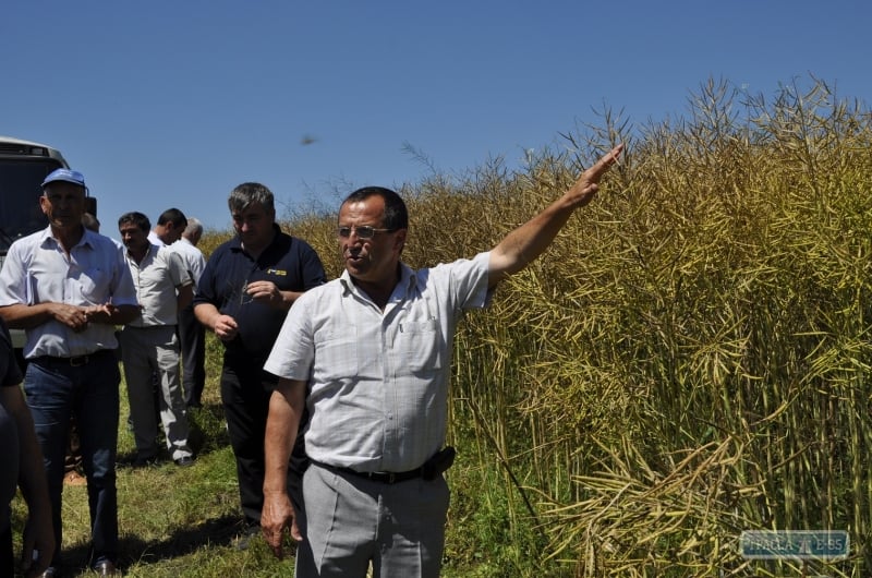 Аграрии Болградского района ожидают небывалый урожай зерновых: колосья в человеческий рост