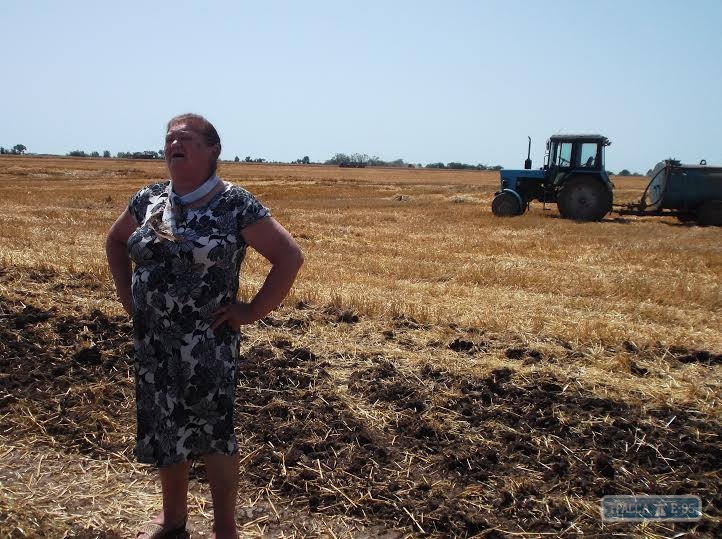 Жатва началась в Килийском районе Одесской области: аграрии ожидают рекордный урожай
