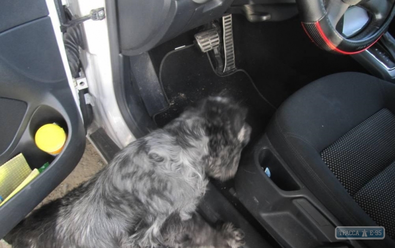 Служебный пес помог пограничникам в Одесской области найти пистолет в автомобиле немца