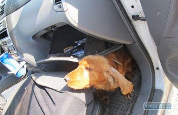 Собака пограничников в Одесской области унюхала в автомобиле иностранца пистолет и патроны
