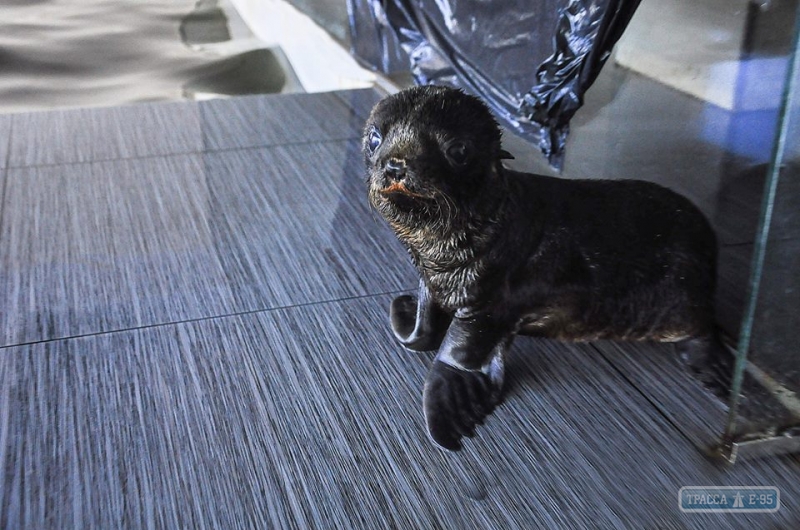 Южноамериканский морской котик родился в Одесском дельфинарии (фото)