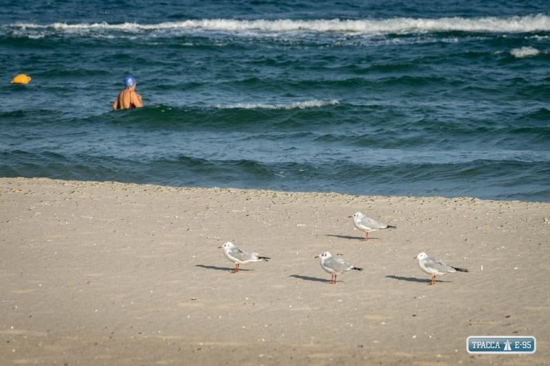 СЭС не рекомендует купаться на некоторых пляжах под Одессой