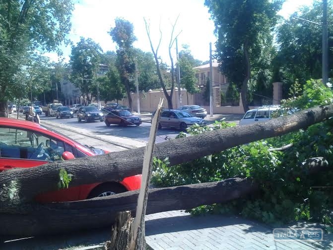 Огромное дерево упало на дорогу на Французском бульваре в Одессе (фото)