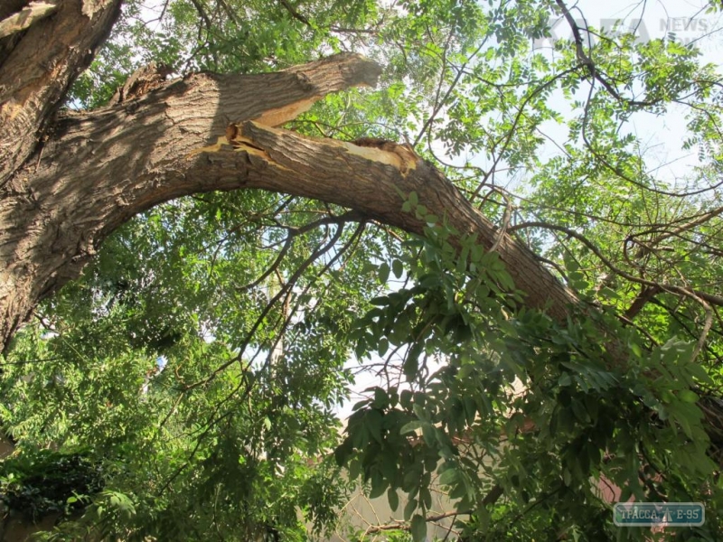 Буря сломала множество деревьев в Одессе