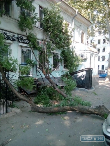 Огромная ветка перекрыла тротуар в центре Одессы (фото)