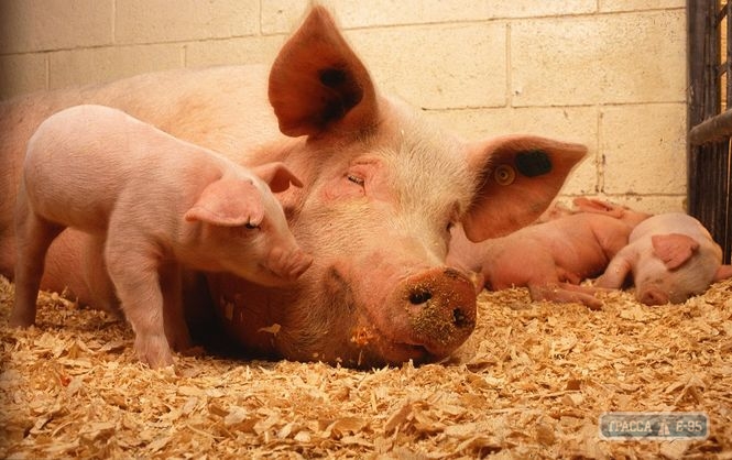 Вспышка африканской чумы свиней зарегистрирована на севере Одесской области