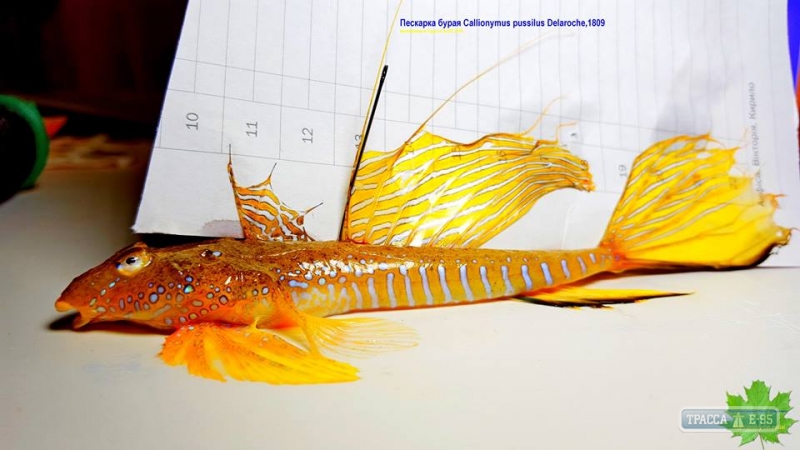 Редкий вид рыб яркой окраски обнаружен в Одесском заливе (фото)