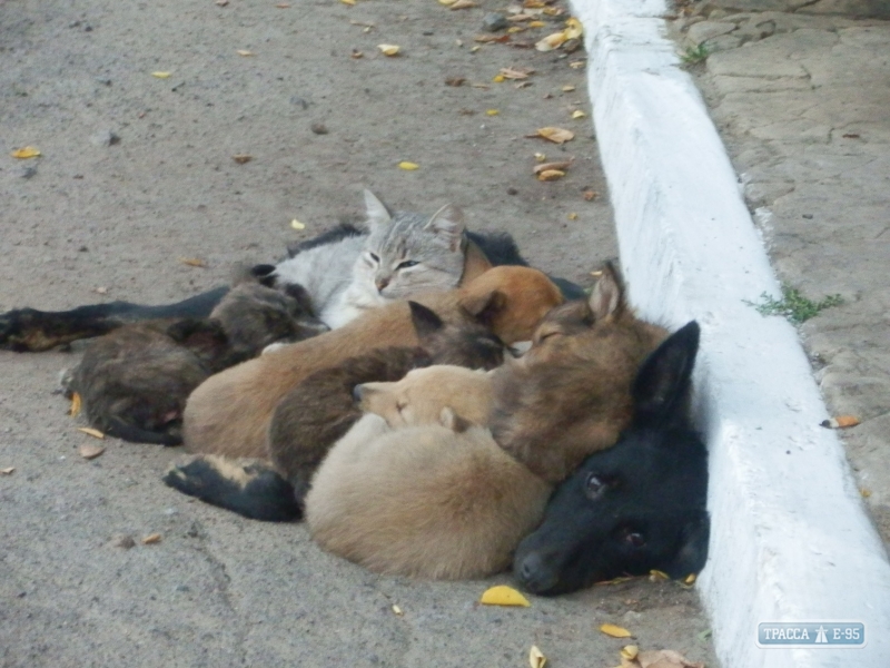 Отлов бродячих собак для стерилизации начался в Кодыме