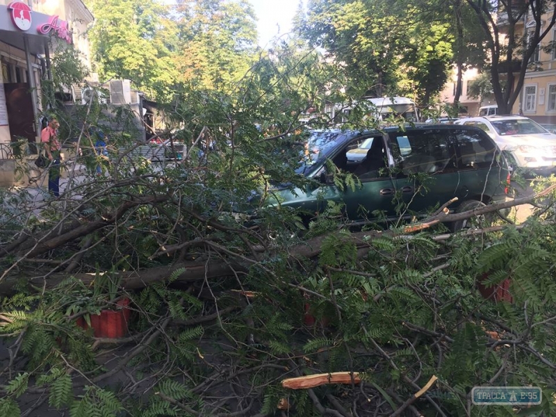 Огромная ветка упала на машину в центре Одессы (фото)