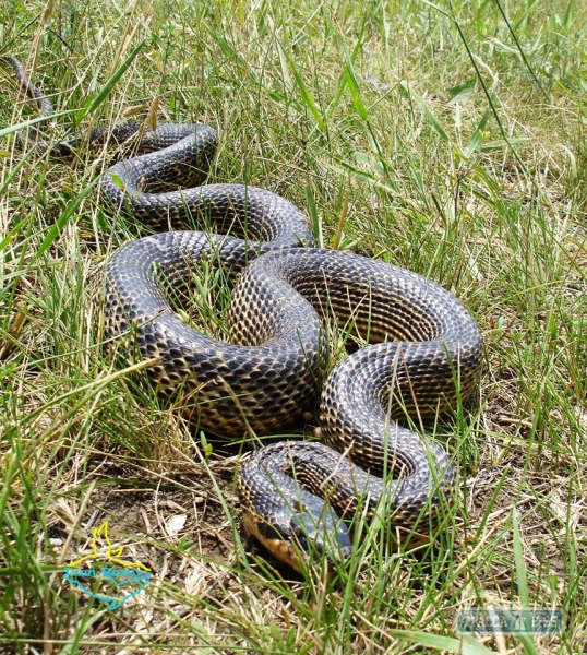В нацпарке на юге Одесской области обнаружили одну из самых крупных змей в Европе