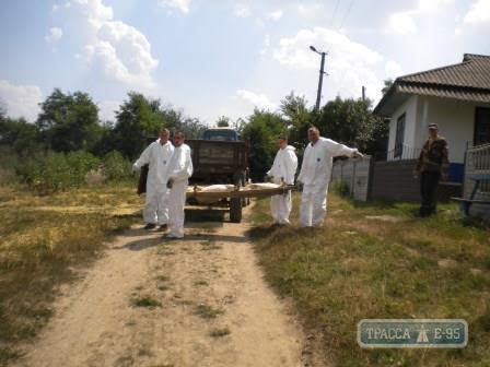 Африканская чума свиней зафиксирована еще в двух районах на севере Одесской области