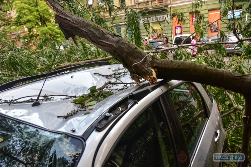 Рухнувшее дерево в Одессе подмяло под собой сразу четыре дорогих автомобиля (фото)