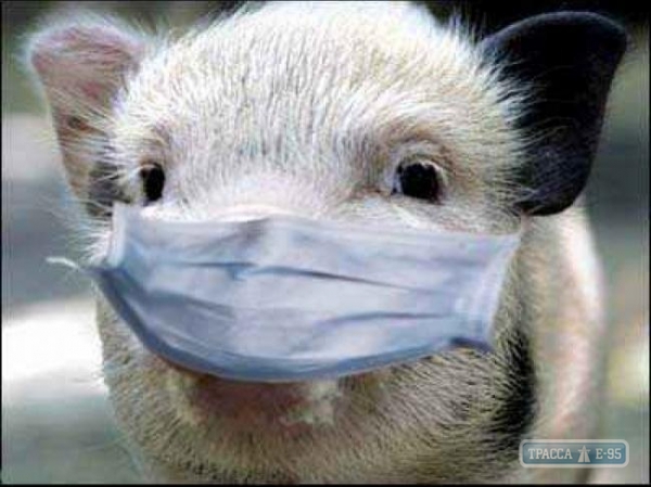 Африканская чума свиней зафиксирована еще в двух районах Одесской области