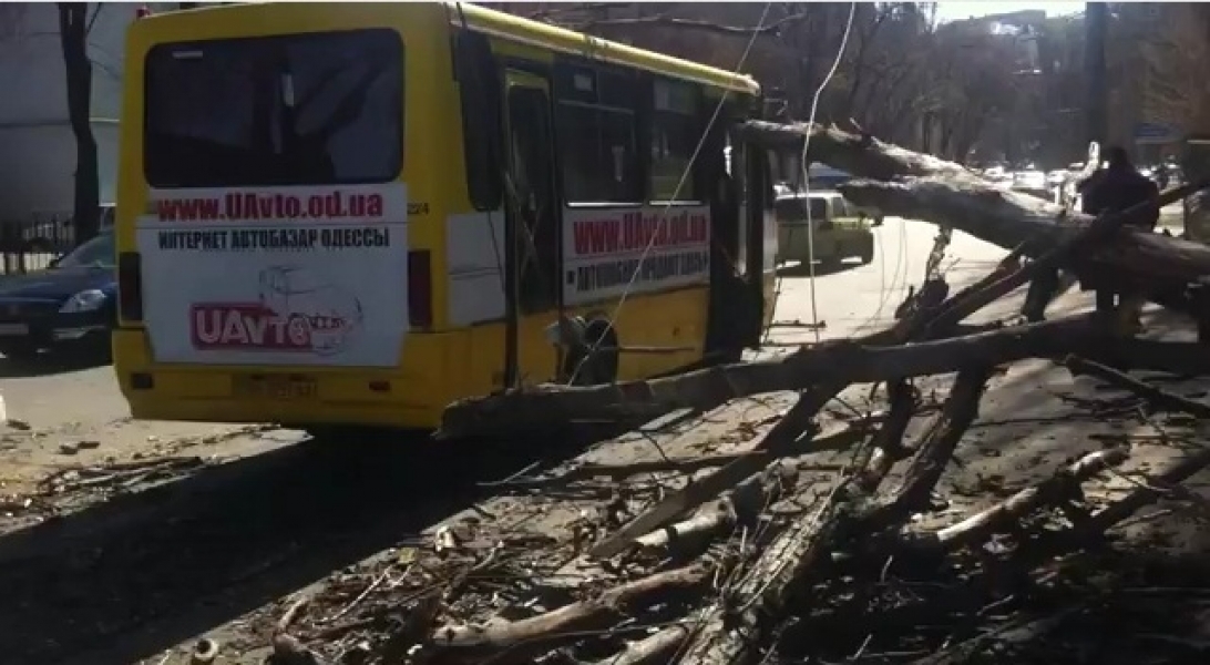  Дерево рухнуло на заполненную пассажирами маршрутку в центре Одессы