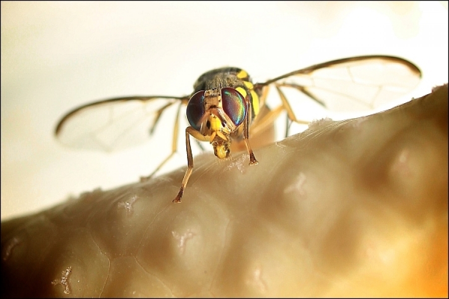 Специалисты-биологи спасли Одесщину от опасного тропического насекомого