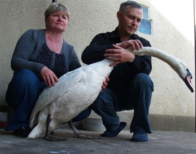 Дикий лебедь поселился в семье милиционера из Любашевки Одесской области