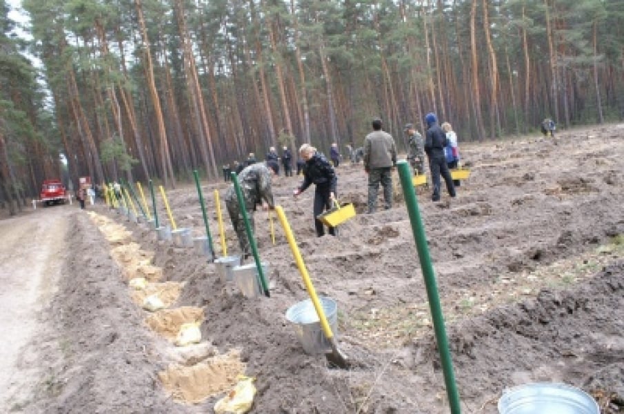 Лесники планируют высадить в Одесской области почти 2 тыс. гектаров новых лесов