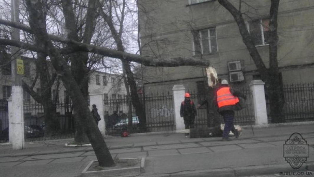 Буря повалила старое дерево на Французском бульваре в Одессе