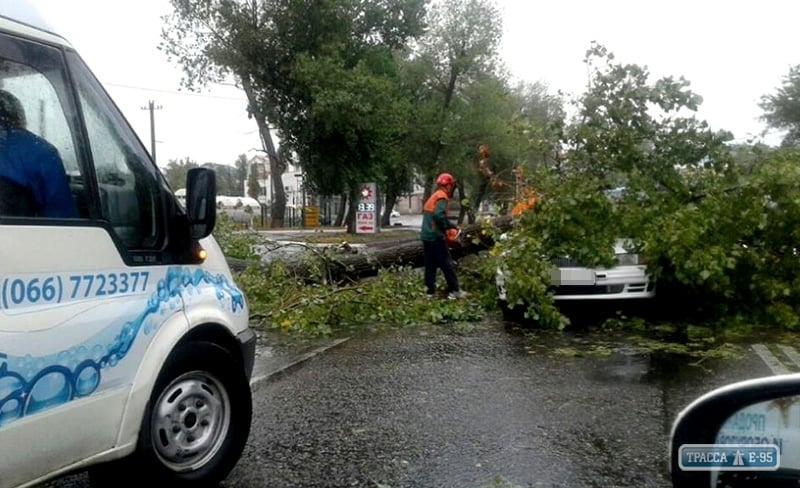 Штормовой ветер в Одессе уже повалил шесть десятков деревьев