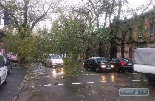 Штормовой ветер повалил в Одессе 574 дерева и сломал 103 крупные ветки