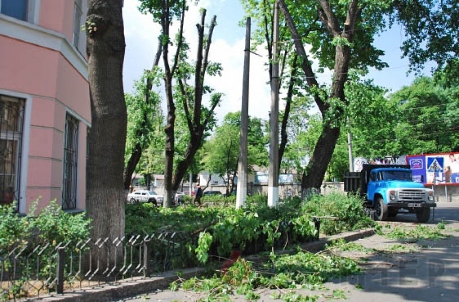 Военные спиливают деревья в центральной части Одессы (фото)