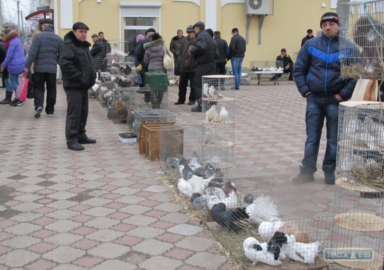 Выставка голубей прошла на севере Одесской области (фото)