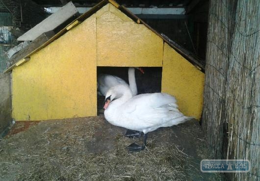 Лебеди из прудов в одесском парке Победы переехали на зиму в теплые вольеры (фото)