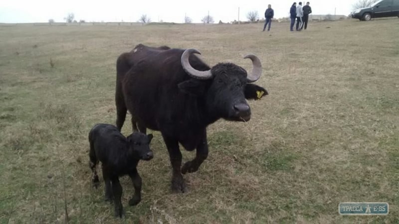 Акклиматизация буйволов на юге Одесской области идет успешно: в стаде пополнение