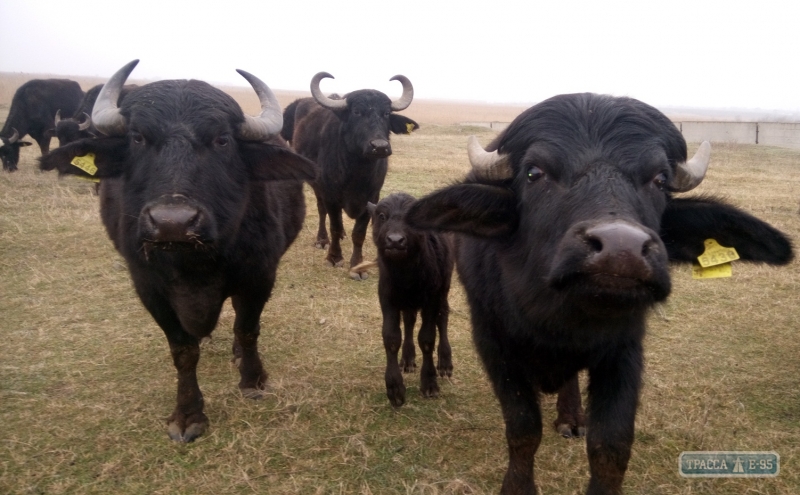 Экологический парк с буйволами откроется в 2017 году на юге Одесщины
